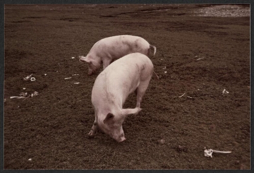 Deux cochons en liberté dans une plaine avec des petits ossements d'origine animale autour