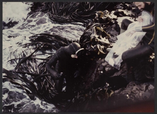 Deux hommes en tenue de plongée font des prélèvement dans un ban d'algues et parmi les rochers (types d'algues : Durvilléa et Macrocystis)