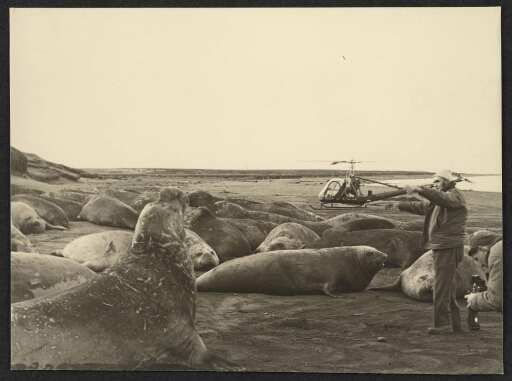 Deux hommes dans un groupe d'éléphants de mer, un hélicoptère en arrière-plan