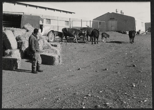 Un homme regarde des vaches et un veau se promenant dans la base
