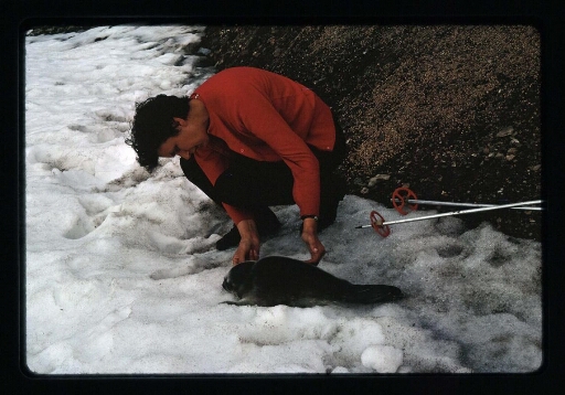 Un homme mesure un jeune phoque  - mission CNRS 1966 - vue 3