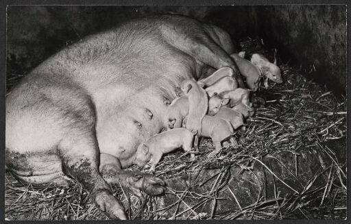 Une truie (cochon) allongée dans une étable allaitant des cochonnets