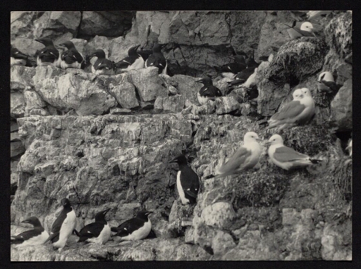 Une carte postale d'oiseaux marins du Spitzberg