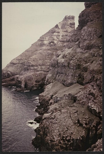 Vue générale d'une falaise abritant des oiseaux : albatros sourcils noirs et gorfous macaroni.