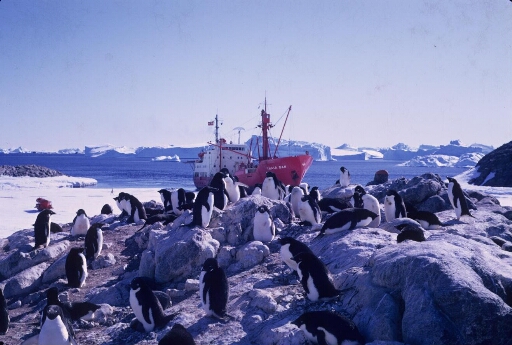 Le Thala Dan au plus près de l'île des Pétrels. L'une des colonies de manchots Adélie et à l'arrière-plan nombreux icebergs sur une mer libre.