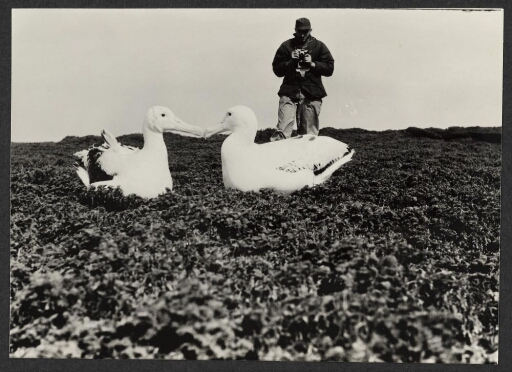 Deux albatros au repos photographiés par un homme en arrière-plan