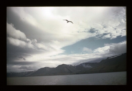 Vol d'un oiseau au-dessus d'un fjord - mission CNRS 1966
