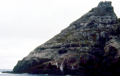 Canyon et falaise des Albatros à sourcils noirs - Albatros