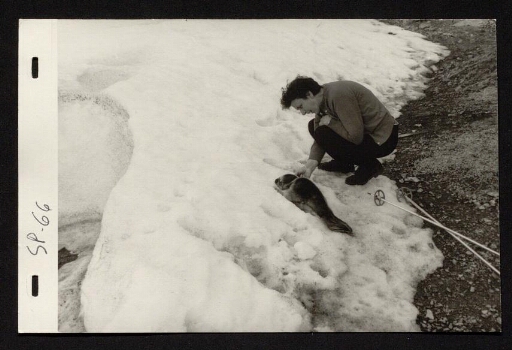 Un phoque juvénile sur la banquise et une femme - mission CNRS 1966 - vue3