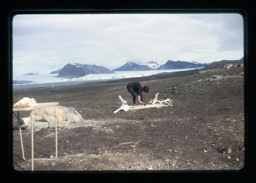 Marcelle penchée vers des bois de rennes - mission CNRS 1964 - vue 1