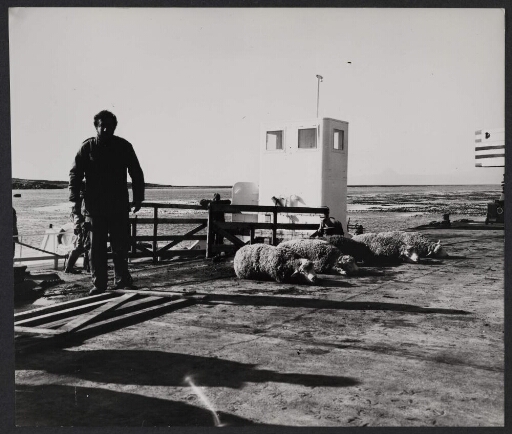 Cinq moutons attachés et allongés sur un quai avec un homme debout à côté.