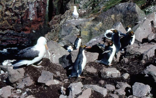 Canyon et falaise des Albatros à sourcils noirs - Manchots Gorfous