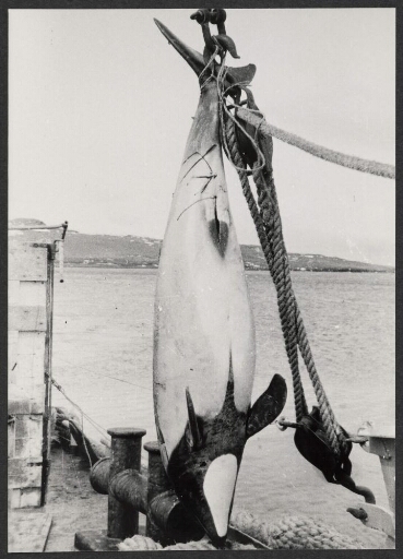 Concours 1963 : Pêche d'un dauphin de Commerson
