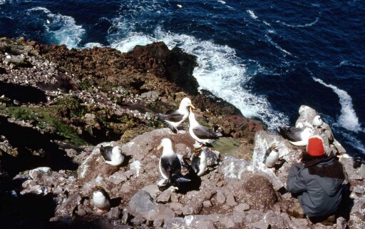 Canyon et falaise des Albatros à sourcils noirs - Didier Bost photographie un Manchot Gorfou