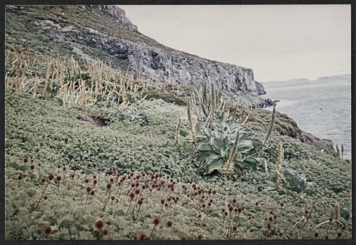 Ile Hough : Tapis végétal sur une falaise côtière de acaena, de choux de kerguelen et d'azorelle.