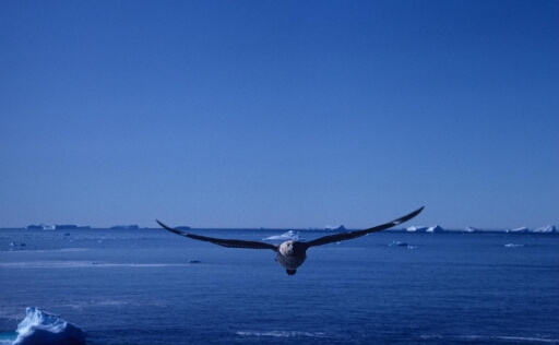 Un skua en vol, fonçant sur le photographe. Mer libre à perte de vue, nombreux icebergs.