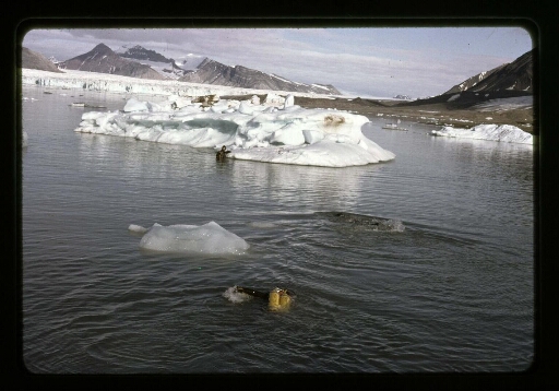 Plongée près de petits icebergs - mission CNRS 1965