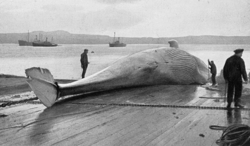Baleine destinée à être dépecée à Port-Jeanne-d'Arc