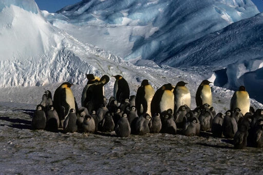 Au pied d'un iceberg, la garderie regroupe les poussins sous la garde des empereurs adultes. Beau temps.