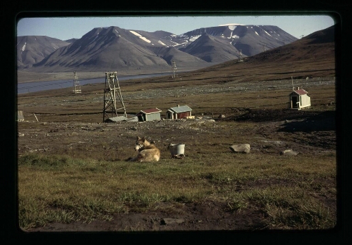 Longyearbyen - chien couché dans la plaine - mission CNRS 1963 - vue 7