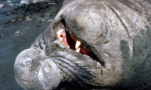 La dentition d'un pacha, mâle dominant éléphant de mer