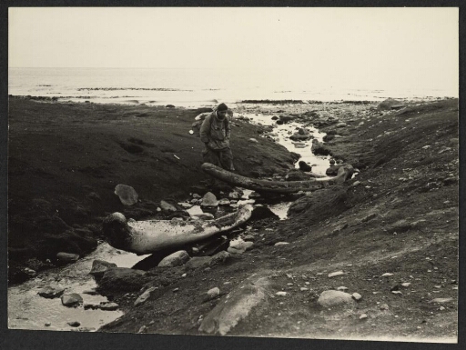 Un homme s'apporche d'ossements de baleines restés sur le rivage