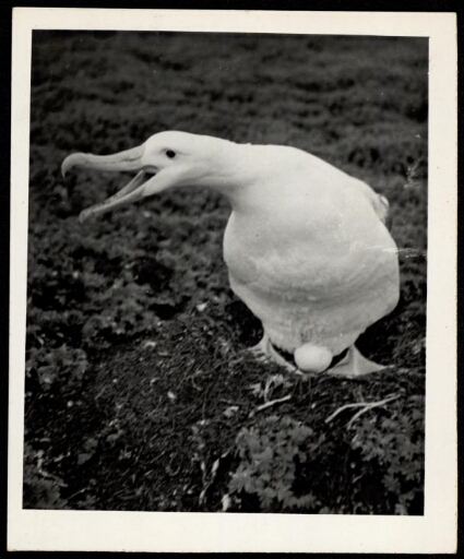 Albatros sur un nid