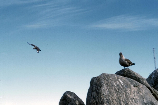 Skua posé sur un rocher, les ailes repliées, un autre skua en vol sur fond de ciel bleu.