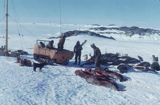 Plusieurs phoques ont été abattus sur la banquise. De retour à la base, les cinq chasseurs débarquent le gibier. Les chiens restent calmes.