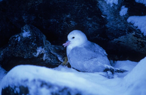 Fulmar antarctique couvant son œuf paraissant indifférent de la présence du photographe.