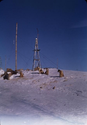 Les antennes radio et le pylône de l'éolienne de Port-Martin. Quatre chiens sont là, au soleil, paisibles...