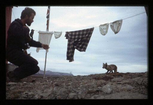 Un homme et un renard polaire curieux venant visiter la base Corbel - mission CNRS 1965 - vue 2