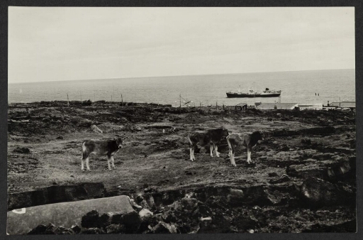Trois bovins à l'arrière de Martin de Viviès. Sur la mer le Marion Dufresne.