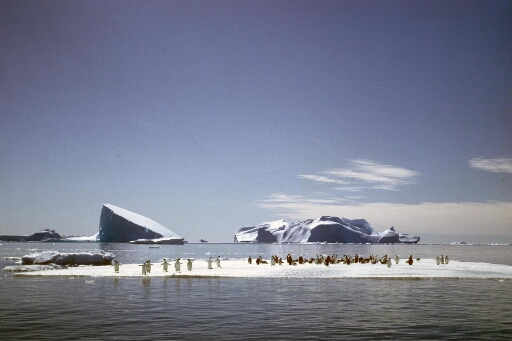 Grand nombre de manchots Adélie sur une plaque de glace, mer dégagée. Deux icebergs. Beau temps calme.