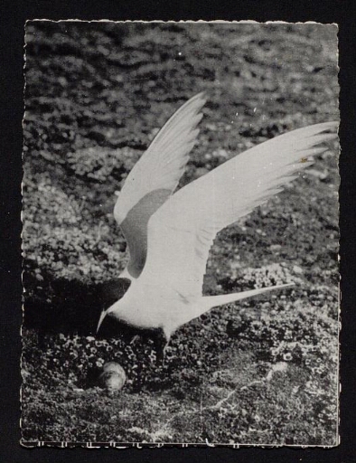 oiseau - mission CNRS 1952