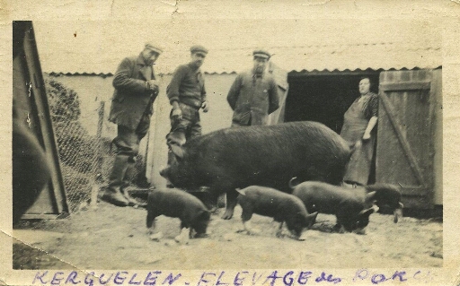 Elevage des porcs à Port-Couvreux
