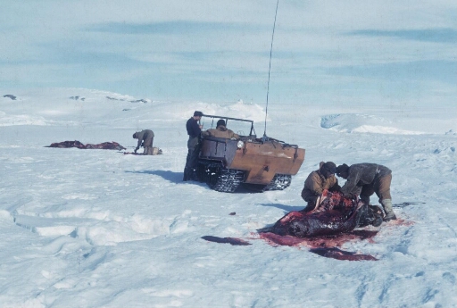 La chasse aux phoques, une nécéssité pour nourrir les chiens. Cinq hommes dépouillent trois phoques de Weddell sur la banquise. Un weasel.
