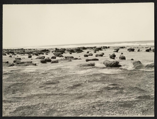 Vue panoramique d'une côte, des rochers recouverts d'algues ou de mousse avec des manchots sur la plage