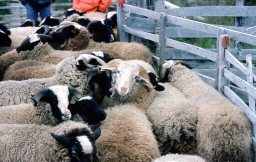 Les moutons sélectionnés pour être ramenés à la ferme de PAF