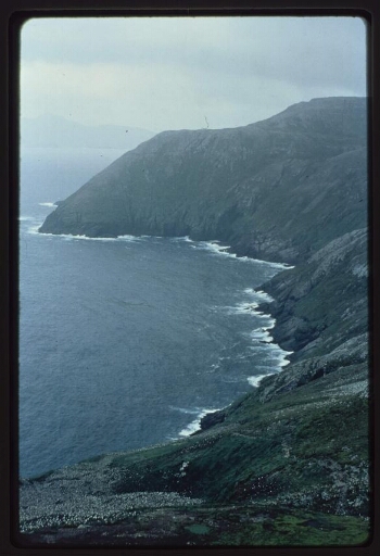 Nuageuse [De croÿ] et Baie des têtes grises, vue aérienne d'une colonie d'albatros à tête grise