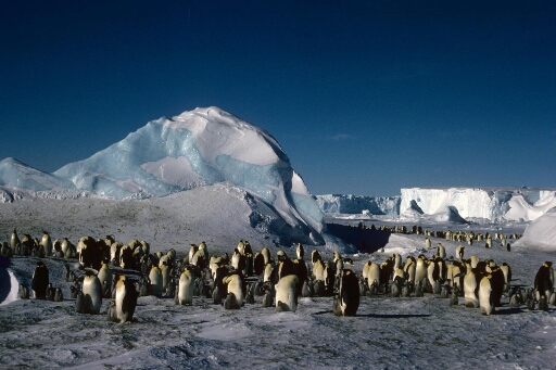 Adultes et poussins en ordre dispersé sur fond d'icebergs. Au loin l'Astrolabe. Très beau temps, très belle lumière.
