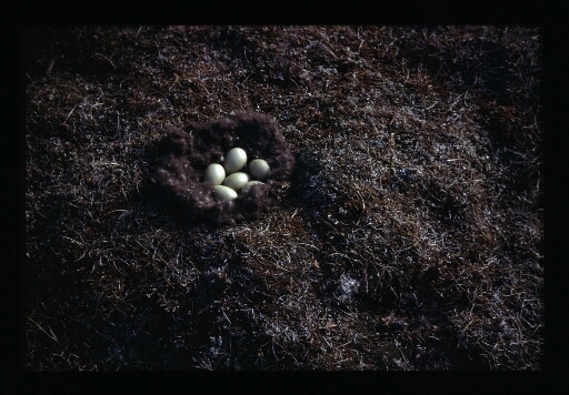 Œufs dans un nid au sol - mission CNRS 1966