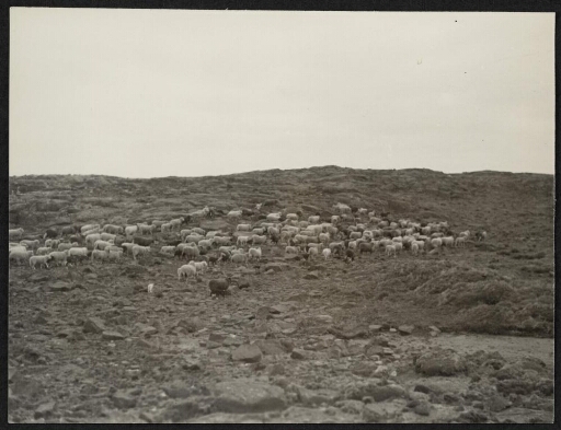 Moutons en liberté sur plateau rocheux