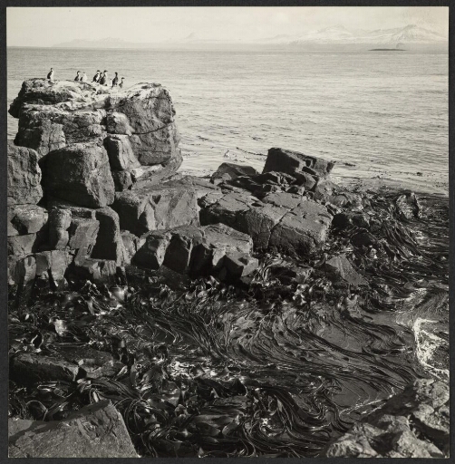 Des algues entre des rochers, au sommet desquels se trouve un groupe de Cormorans de Kerguelen
