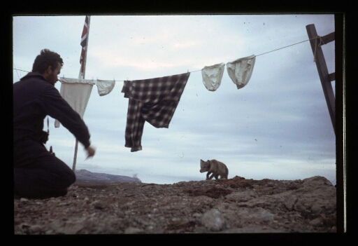 Un homme et un renard polaire curieux venant visiter la base Corbel - mission CNRS 1965 - vue 1