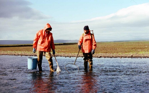 Rivière Norvégienne été 1982. Pêche électrique Didier Bazin prospectant un radier et Michel Janssens récupèrant les poissons.