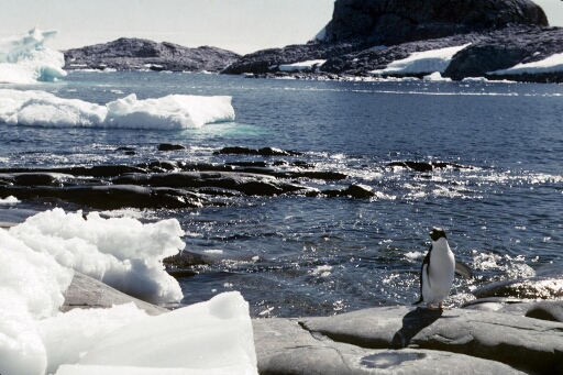 Manchot Adélie isolé debout au bord de l'eau. Mer libre, quelques blocs de glace. Beau temps calme.