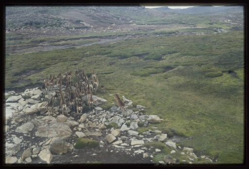 Vue aérienne de rennes sur un plateau rocheux. Photo 2