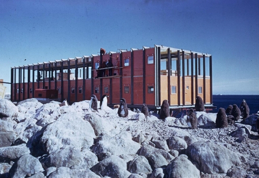 Le chantier de construction du bâtiment n°42 "logement d'hivernage". Au premier plan l'une des colonies de manchots Adélie de l'île.
