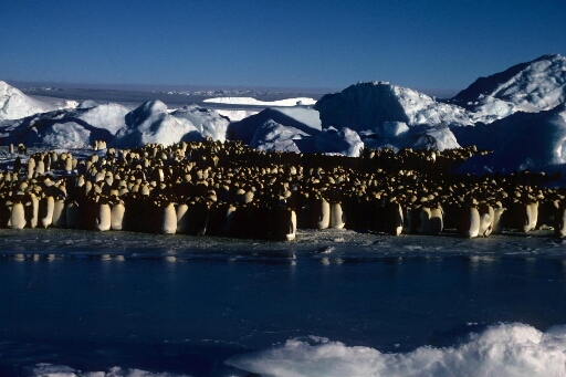 Concentration très serrée de manchots empereurs au bord d'une mare. Chaos de glace, lumière rasante.